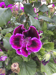 Pelargonium, Geranium real