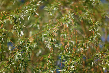 early greens and flowering, spring