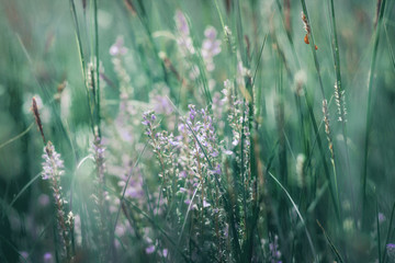 ladybug on a grass.A gentle natural background in cold colors with a soft focus of blue  shades.A flowering plant in the spring with blurry soft outlines.