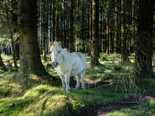 Obraz premium White Horse in the trees