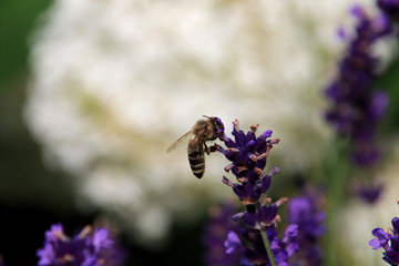 Lavendel mit Honigbiene