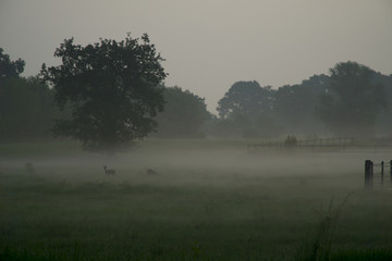 Rehe im Nebel