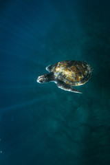 Obraz premium tortuga