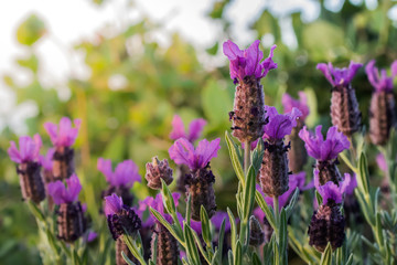 Flores moradas en el atardecer