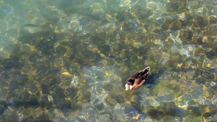 ANATRA SULL'ACQUA, DUCK ON THE WATER