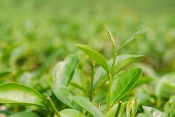 Fototapeta na wymiar Fresh young tea bud and leaves, selective focus.
