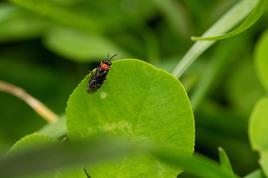 Käfer auf Blatt