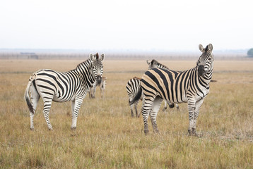 Naklejka premium Cape mountain zebra (Equus zebra) mare with foal, Mountain Zebra National Park, South Africa