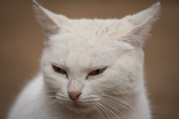 british shorthair cat