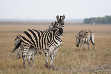 Fototapeta na wymiar Cape mountain zebra (Equus zebra) mare with foal, Mountain Zebra National Park, South Africa