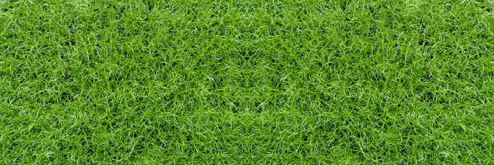 Obraz premium Fresh, juicy, bright green grass. Top view.