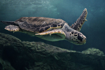 Tortoise-Tortuga