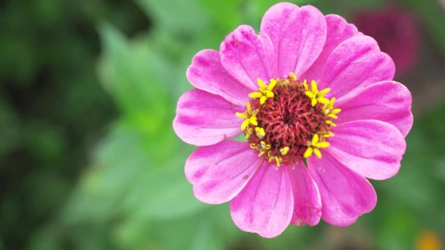 Close up photo of a pink flower with yellow red pistill