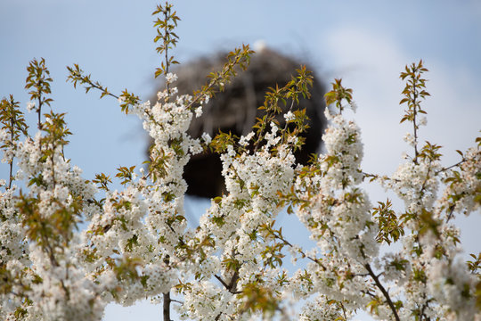 Frühlingsblüten mit Storchennest