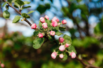 tender pink flowers of apple, spring