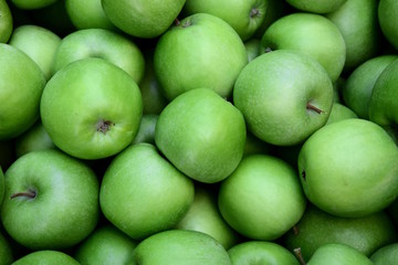 Viele saftige grüne Äpfel bei der Apfelernte in Südtirol