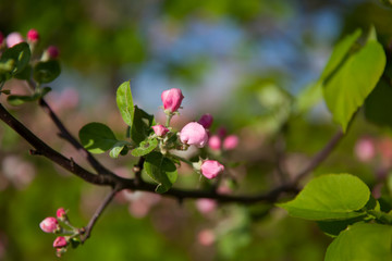 tender pink flowers of apple, spring