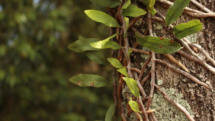 O Casco e a Trepadeira #1