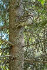 Obraz premium boreal owl