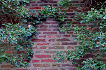Beautiful textured wall of red brick with a curly plant on it