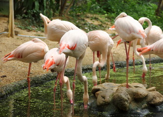 A flock of Flamingo bird (Phoenicopterus roseus) standing on the swamp