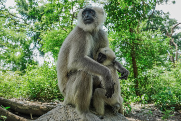 Monkey Mother and child. India