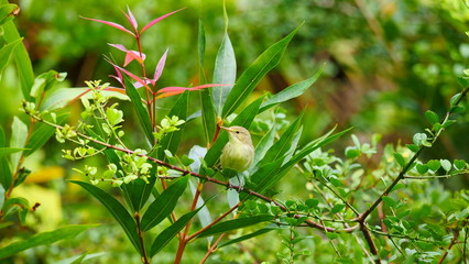 Fauvette endémique de Rodrigues, en danger d'extinction