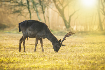 Fallow deer stag with big antlers grazing during sunrise