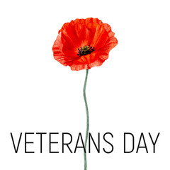 Veterans day card with poppy flower. Watercolor poppy. Vector.