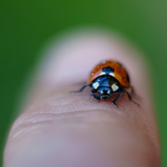 Ladybug on my finger