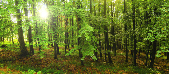 Beech trees forest at spring daylight, green leafs, sunrays,  broad leaf trees. Relaxing nature,sushine. High resolution panoramic photo. Czech Republic, Europe,Creative post processing. .