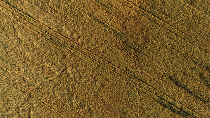 Aerial view of the field with autumn harvest. Horizontal pattern from an agricultural crop.
