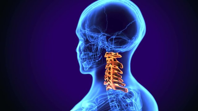 3d illustration of Anatomy of cervical spine cervical spinal
