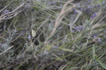 Wasp spider with striking yellow and black markings on abdomen