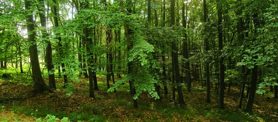 Beech trees forest at spring daylight, green leafs,  broad leaf trees. Relaxing nature,sunshine. High resolution panoramic photo.Czech Republic,Europe,creative post processing. .