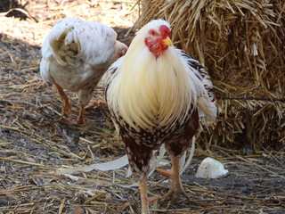 Coq