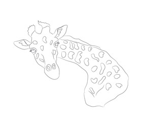 giraffe graphic lines, vector