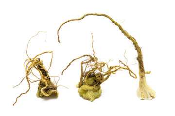 Roots isolated on white background