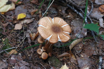 fungus in forest