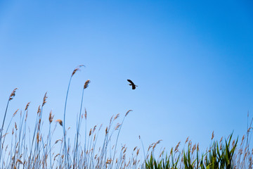 Migratory bird flying over the stubbles in Evros Delta, Greece