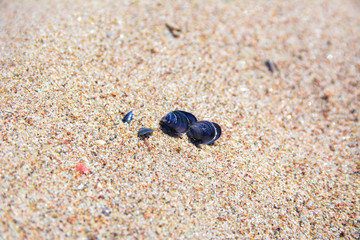 Sea shells on the sand beach