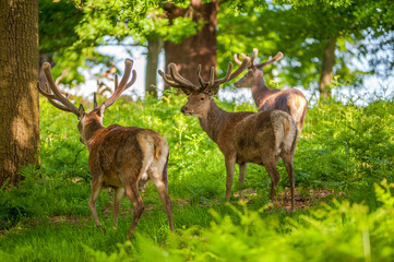 deer in the forest