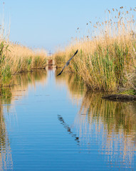Colorful migratory bird flying over the river in Evros Delta, Greece