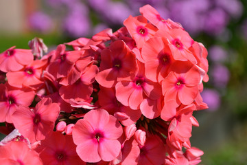 flowering herbaceous plant Phlox 