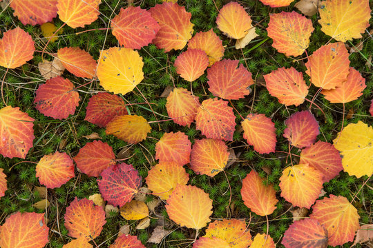 Fall colorful yellow red autumn leaves in forest close-up background texture	