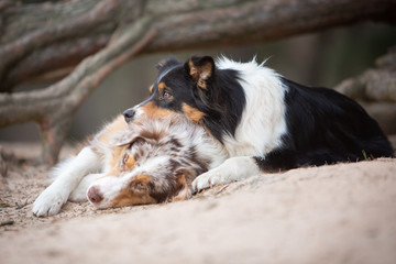 Two australian shepherd dog in nature in front of a tree