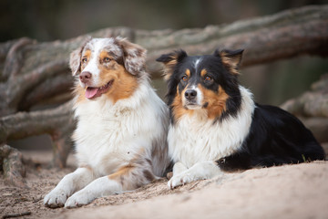 Two australian shepherd dog in nature in front of a tree