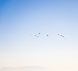 Ducks flying in the blue sky