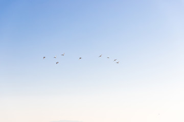 Ducks flying in the blue sky