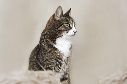 EKH Kater